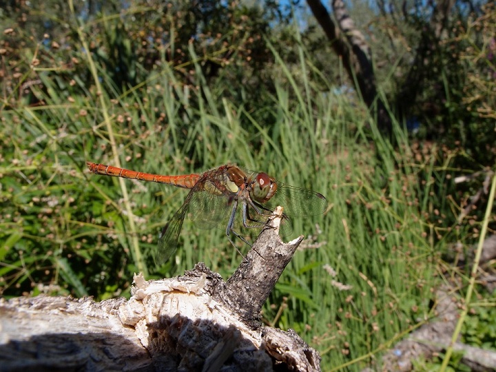 Stagno per anfibi